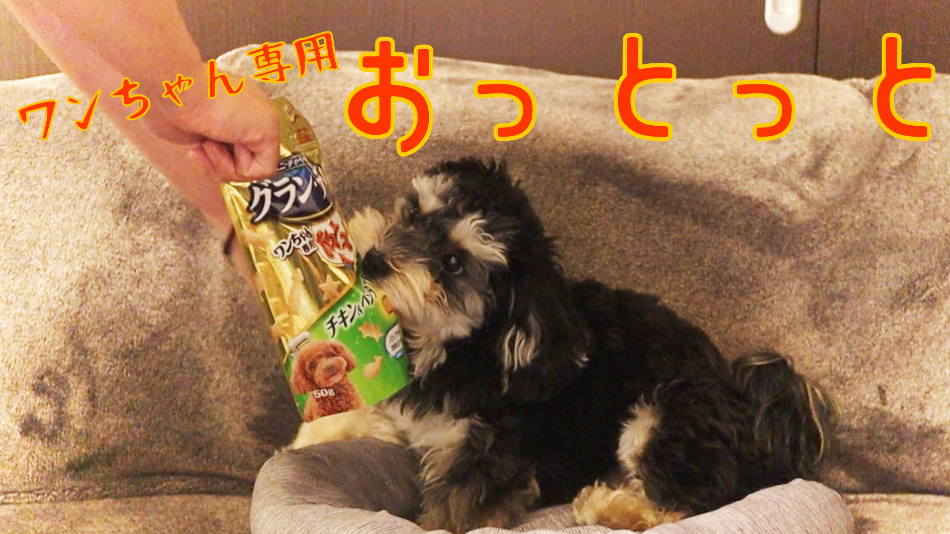 犬のおやつにおっとっと 成分や食いつきを愛犬でレビュー グラン デリ わんちゃん専用おっとっと Mozuブログ